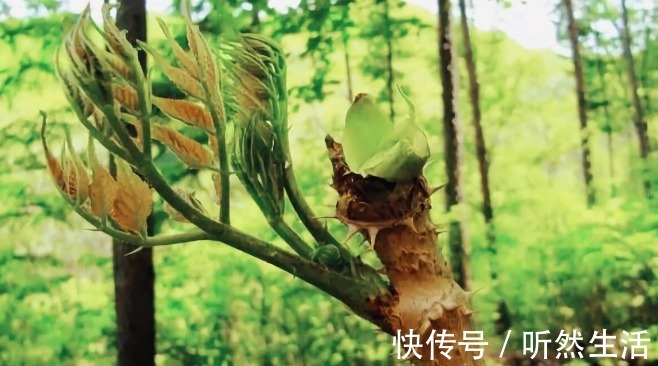 鱼腥草|66种野菜大图片，带你见识不同的野菜和吃法，你想要的野菜这里有
