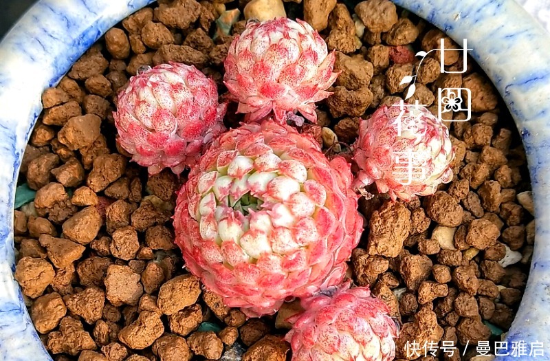 9种多肉小巧精致,易出状态爱群生,浓妆淡抹总相宜,适合女生