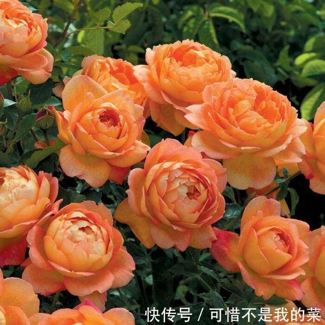 我心目中最值得栽种的10种藤本月季,每一种都很优秀,你喜欢吗