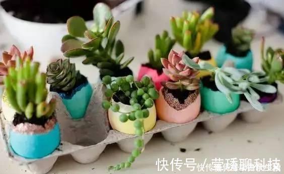 肥料|鸡蛋壳你不要都给我,鸡蛋壳的8种养花秘诀!