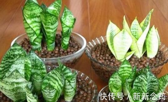 虎皮兰|这“3种花”,“病菌”全都怕,养一盆在家,大人孩子少生病