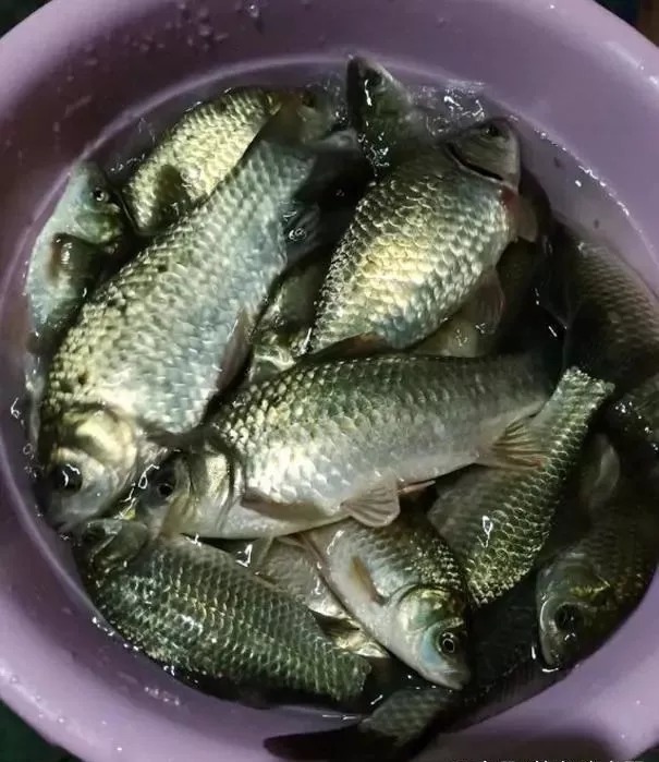 陌生水域总钓不到鱼?教你3个开饵绝招,钓的都是大家伙