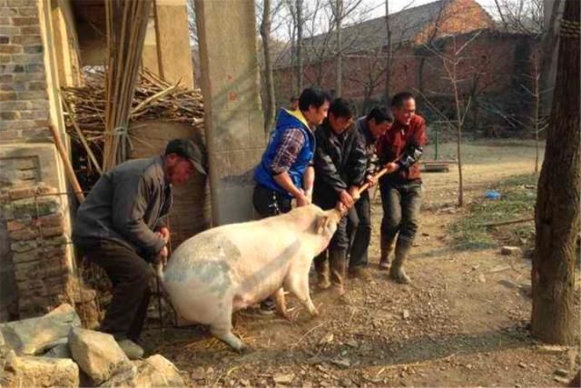  俗语：木匠不做齐头料，屠夫不杀五爪猪，什么意思，有何讲究？