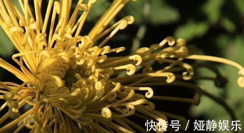 大花轮|喜欢菊花,不如养盆“菊之珍品”,似无暇玉杯,落英缤纷