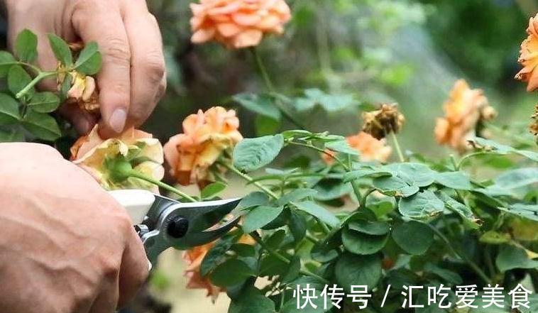 月季病害多,开花少,这2件事要常做,学会这些,叶茂花更旺