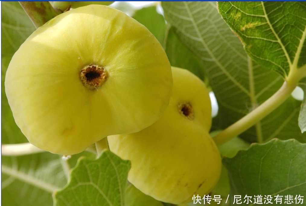 血脂|無花果有神奇養(yǎng)生的功效,可惜知道的人不多