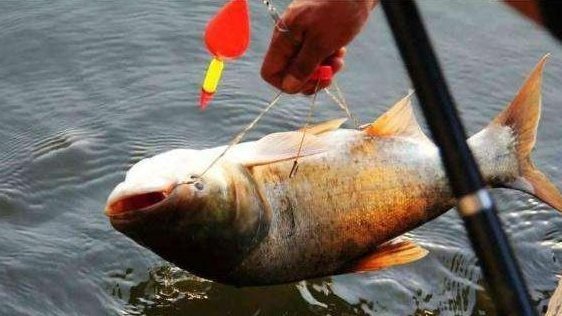 大鱼|教你如何配置诱钓大鱼的玉米粒窝料!