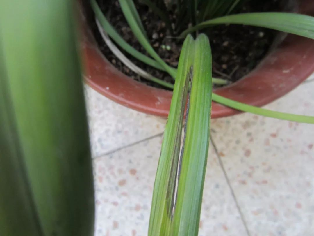 自制养花杀菌水，7天浇一勺，虫子全死光，再也不黄叶！