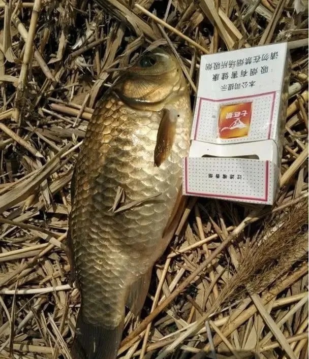 秋冬钓鲫鱼不会配饵?这8款饵料钓鲫鱼,渔获猛涨3倍!