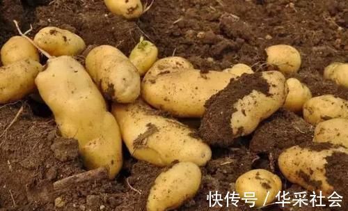 营养|营养十足的食物,男女坚持吃,改善失眠,预防便秘,吃了都说好