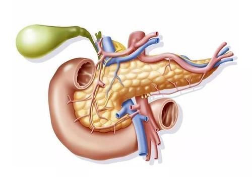来自胰腺的求救！糖尿病患者一定要明白降糖药的真相