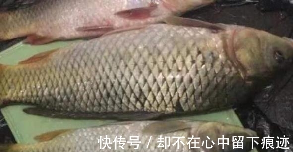 小鱼|“对付”黄颡鱼我从不手软,一周钓上五六次,每回钓完都不想收竿