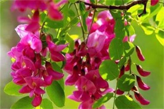 世界上十大最妖娆最毒的花,你喜欢的花在其中吗?