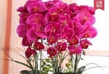 盆栽|最适合夏天养的6种花卉,晒不死还越开越旺