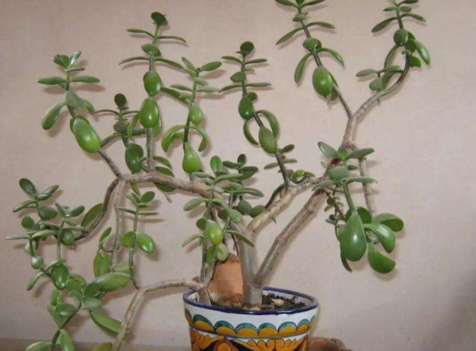 多肉玉树难养教你3个换盆妙招,养出枝叶繁茂、清新脱俗的玉树