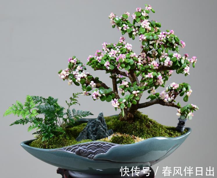 观赏性|7月份养金枝玉叶，“4个”细节做好，花叶俱美