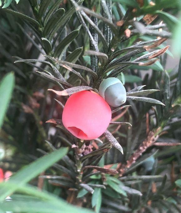 养了6年的红豆杉，结了红果子，家里养上一棵，留作观赏用