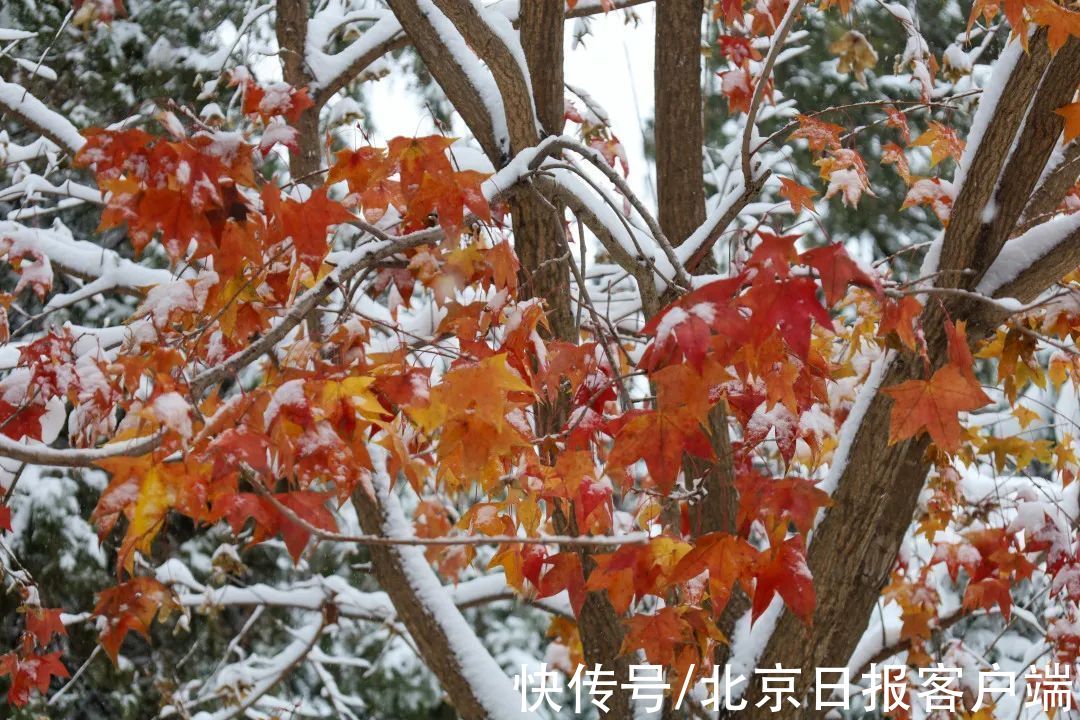 美景|立冬恰逢初雪，北京号带您“云”赏雪后美景