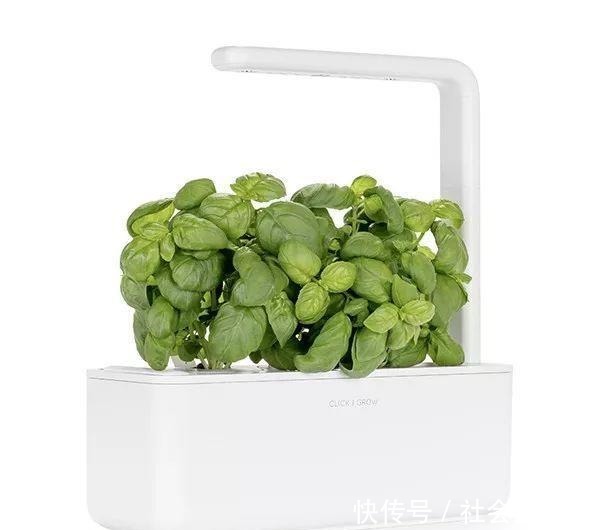 外国人发明的“室内小菜园”,一年四季长爆盆,太神奇了……!