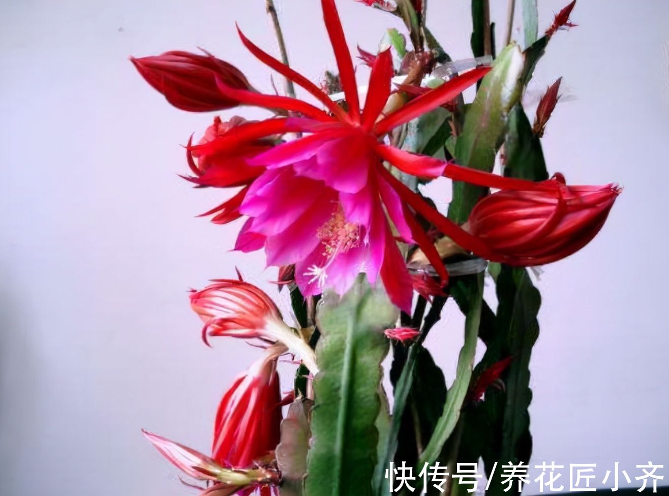 新芽|令箭荷花春季开花，浇“水肥”要掌握，早了落花苞，晚了叶片瘦