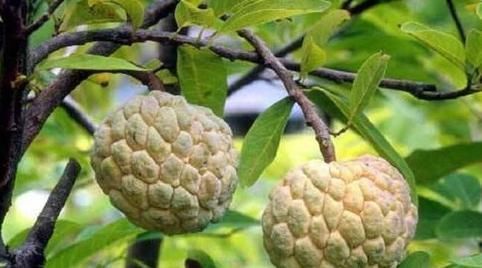 被誉为“最甜水果”,比甘蔗甜,南方大量种植,北方却少有人吃过