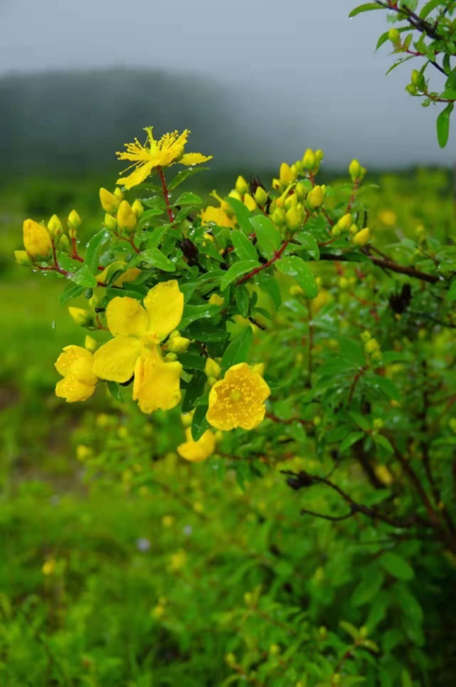 生物|杨向红镜头下的玉龙雪山奇花异草，见证了丽江生物多样性之美