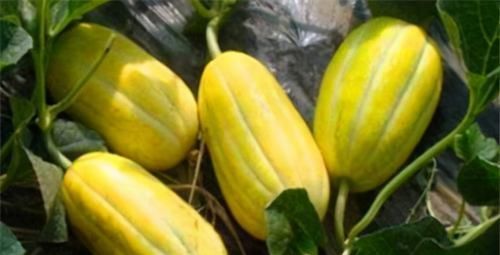  降脂|冬天养生不妨坚持吃三种食物，排毒抗衰，降压降脂，增强免疫力