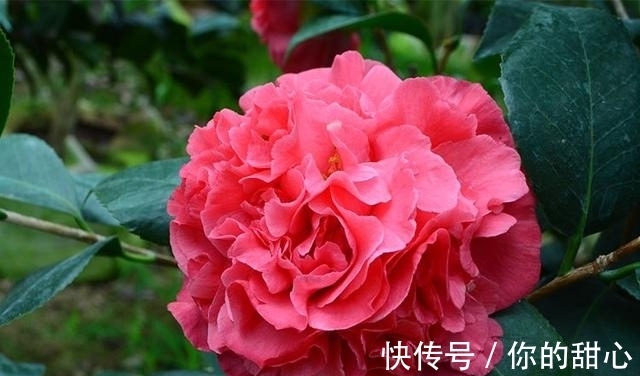 此花人称“赛牡丹”,芬芳如香薰,花期还长,不养一盆有点可惜