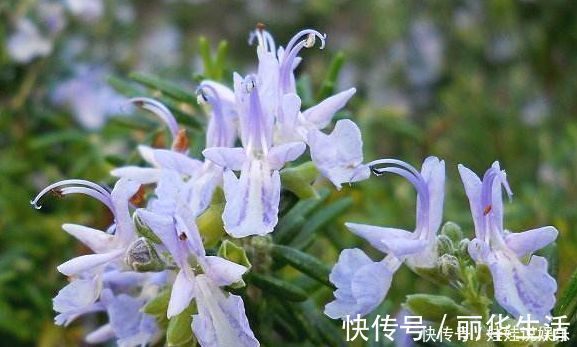 香气|养花就养此“香水花”，比栀子花香，比茉莉花好看，花开200天