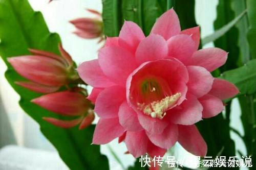 此款仙人掌,比绿萝好养,比荷花好看,简单易成活,花开硕大