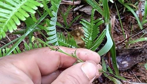 乡下一野草，个头小却极其珍贵，人称“独脚金”，晒干后180元1两