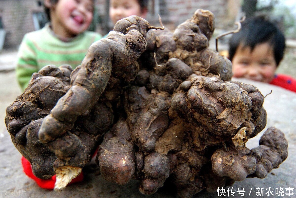 人工种植的何首乌好吗?与野生何首乌有何差距,一文告诉你答案