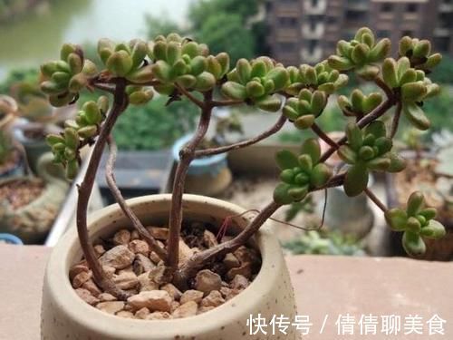 叶片|5种直立性很强的多肉，轻松养出精致漂亮的直立桩，别有一番韵味