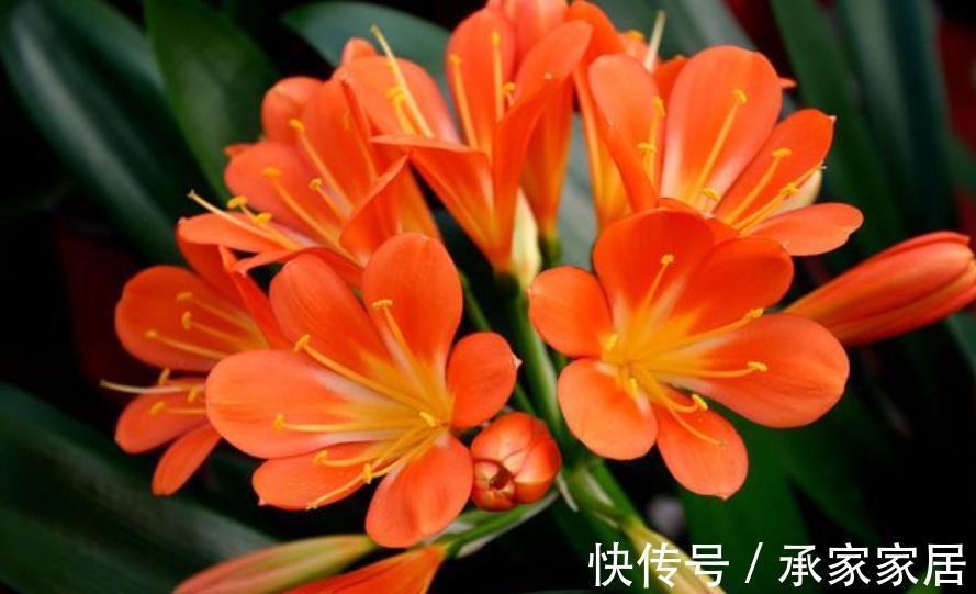 复合肥|推荐8款寓意好的植物，客厅养一盆，皮实好养还有好兆头
