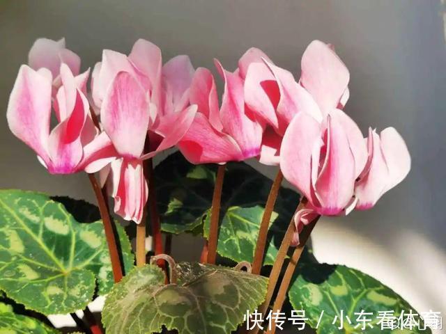 叶子|10种花要控水,天热反而不能浇,一浇水就死