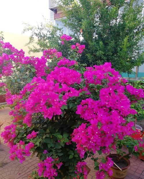 四季不黄叶|最厉害的养花营养液,给花喝一勺,四季不黄叶,新叶窜不停!