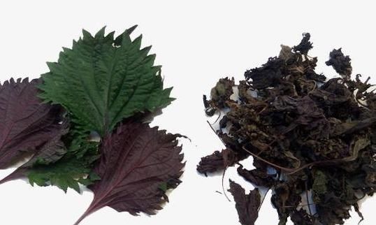 纯阳|乡下有一紫色草,被李时珍成为“纯阳之草”,引出寒气、温脾胃!