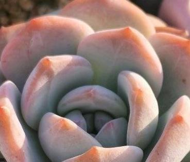 多肉最适合懒人去养,不用搭理它,丢在露台上,照样长得好