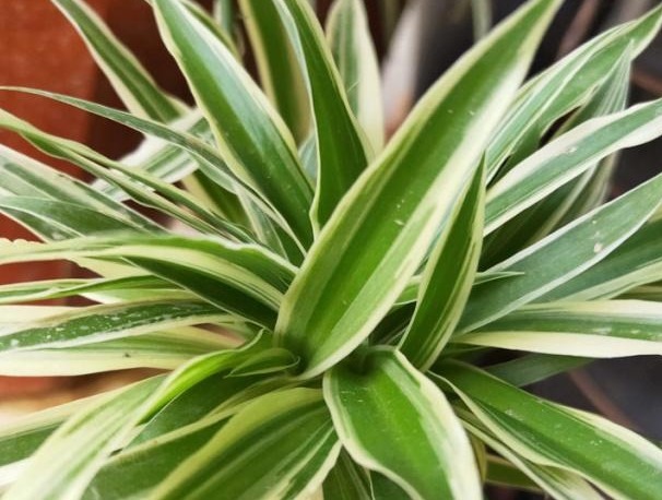 家养的吊兰,学会这“4步”,叶片硬朗,蹭蹭爆满盆!