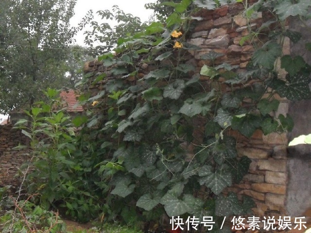 风景|你家南瓜在土里，我家南瓜长腿，爬房顶上看风景！