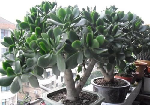 玉树用什么肥最好？