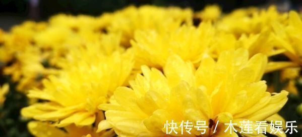 高雅|喜欢菊花，一定要养盆“珍稀名菊”雨润葵黄，柔美高雅，一次开爆