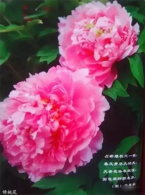 珊瑚台|牡丹盛开！盛况空前，绝对罕见，太美太漂亮了！