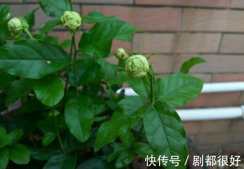 虎头茉莉虽然养殖难度大,但做好这几点,也能轮番开花赛牡丹