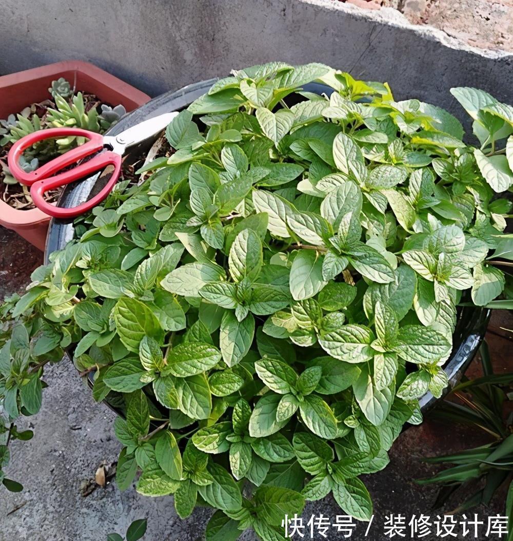 茉莉花|6种“漂亮花”，长了就狠剪，舍不得剪害处大，耽误一年开花量