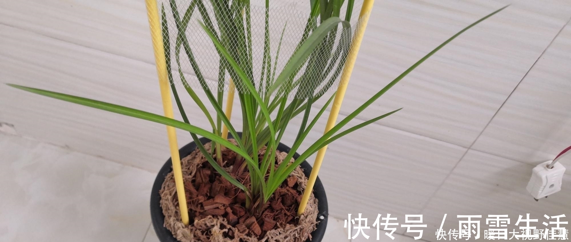 养兰人总结出来的养兰偏方,招招好使,叶芽满盆