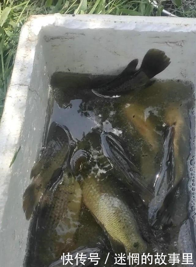 钓鱼|过山鲫泛滥?广西钓友河道钓鱼,两小时钓了几十条过山鲫