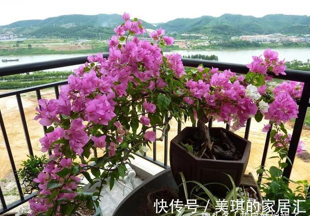 浇水|想要养好花先要养好根,根养好了,花儿才能长得旺,开花多