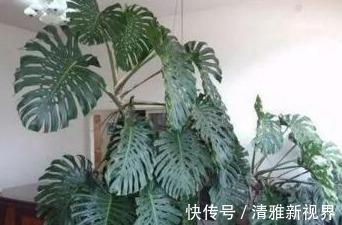 “病毒”很烦2种花,家里养一盆,全家人都身体好,养100盆都不多