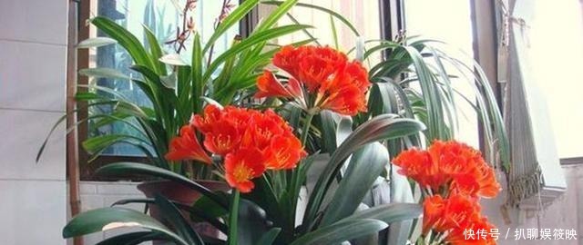 光照就可以|家里养花,就选这几种,一年四季不用管,给点阳光就开花